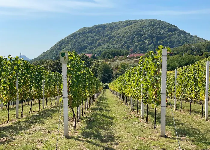 Winegarden Munkács